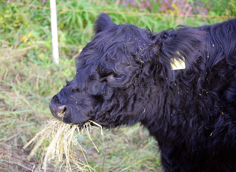 Galloway Cow 4