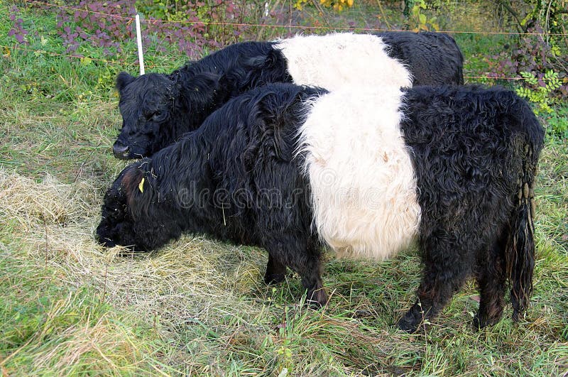 Galloway Cow 5