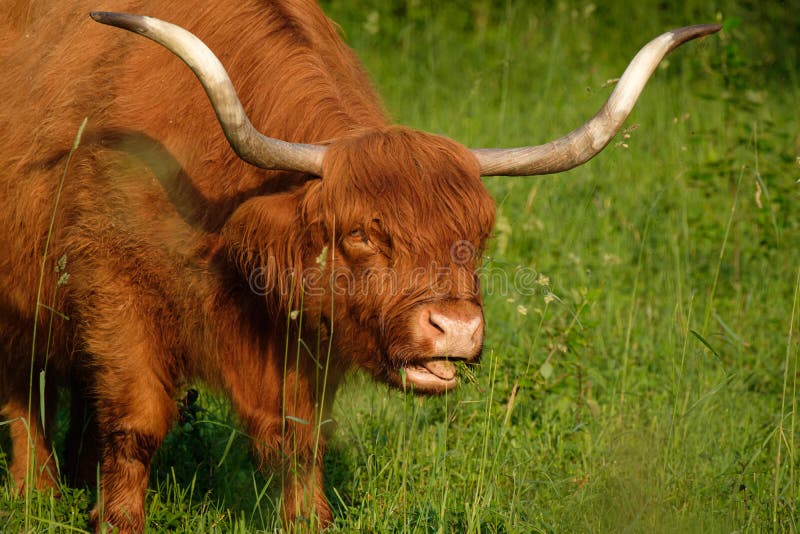 Galloway - Rind - Vieh - Kuh - Hörner - Allgäu Stock-Foto