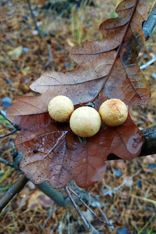 Galls on dry oak leaf stock image. Image of gall, tissue - 103316315