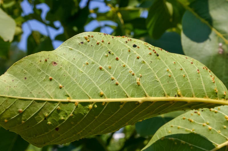 Galls with Parasites on a Green Walnut Leaf in the Garden Stock Image