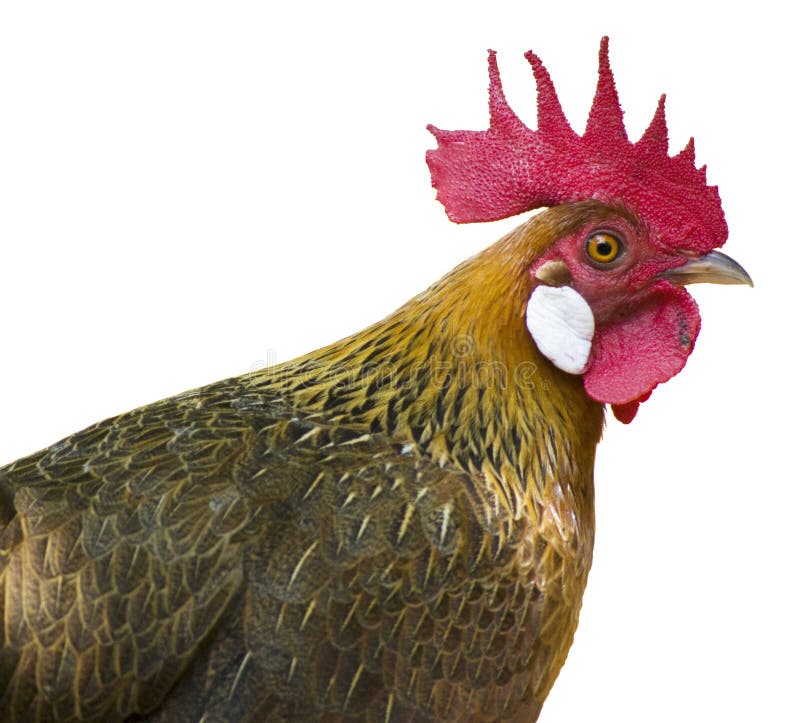 Close up rooster on white background. Close up rooster on white background