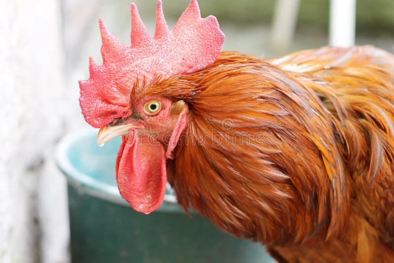 Galo foto de stock. Imagem de outdoors, animal, frouxo - 47428104