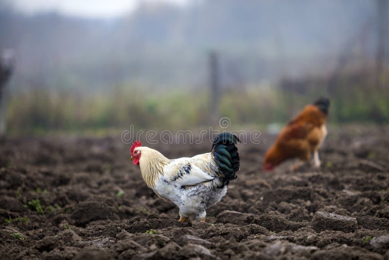 Posição Do Galo Das Aves Domésticas E Gritar Imagem de Stock - Imagem de  colorido, doméstico: 73204213