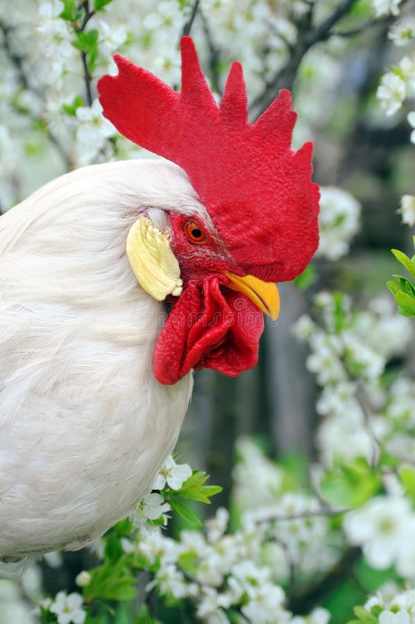 White rooster with red crest on flowers background. White rooster with red crest on flowers background