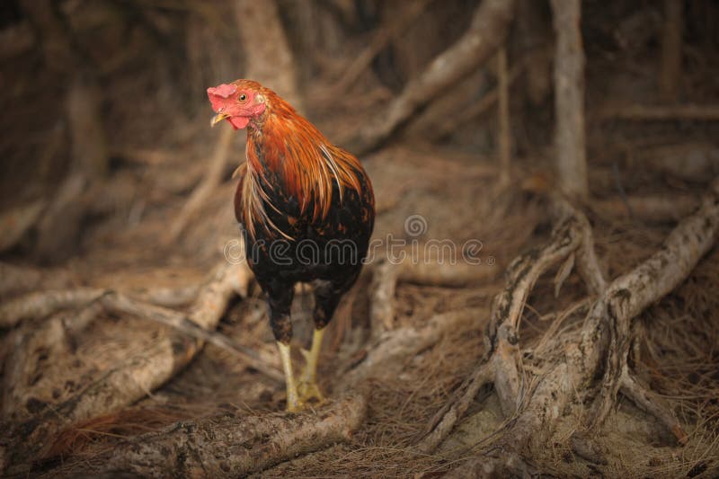 Image Of a Wild rooster On Kauai. Image Of a Wild rooster On Kauai