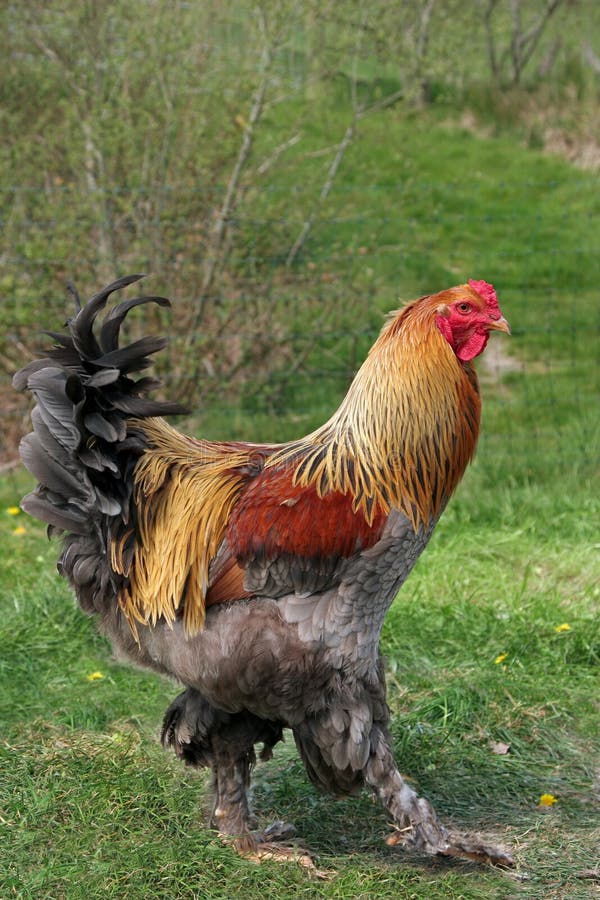 Lemon Pyle special rare breed rooster standing on the grass. Lemon Pyle special rare breed rooster standing on the grass.