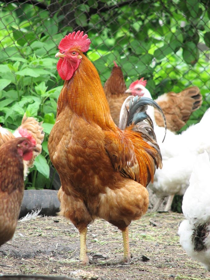 Galo, Galinha E Galinha, Animais De Exploração Agrícola Engraçados