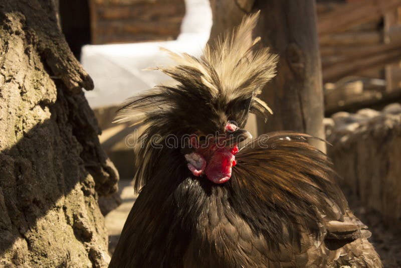 Galo gritando engraçado foto de stock. Imagem de fazenda - 34193004