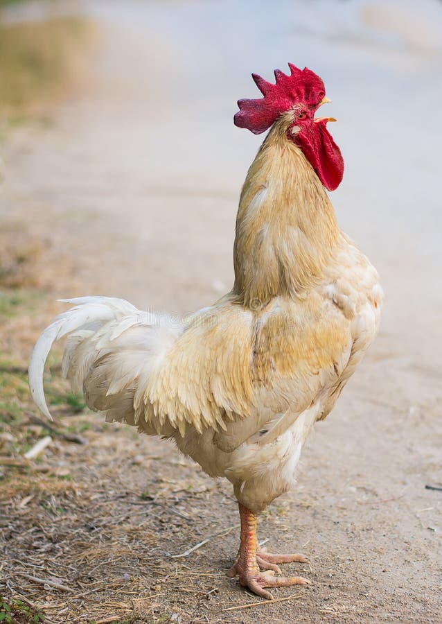 Posição Do Galo Das Aves Domésticas E Gritar Imagem de Stock - Imagem de  colorido, doméstico: 73204213