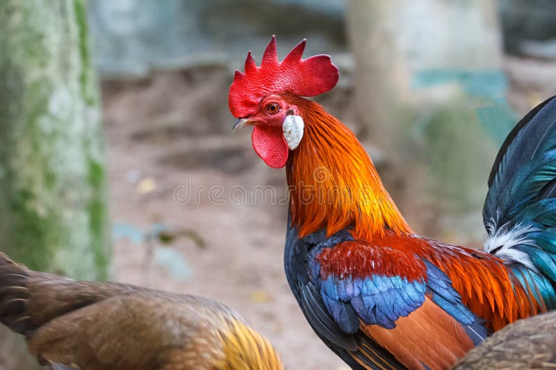 Colorful rooster or fighting in the farm. Colorful rooster or fighting in the farm