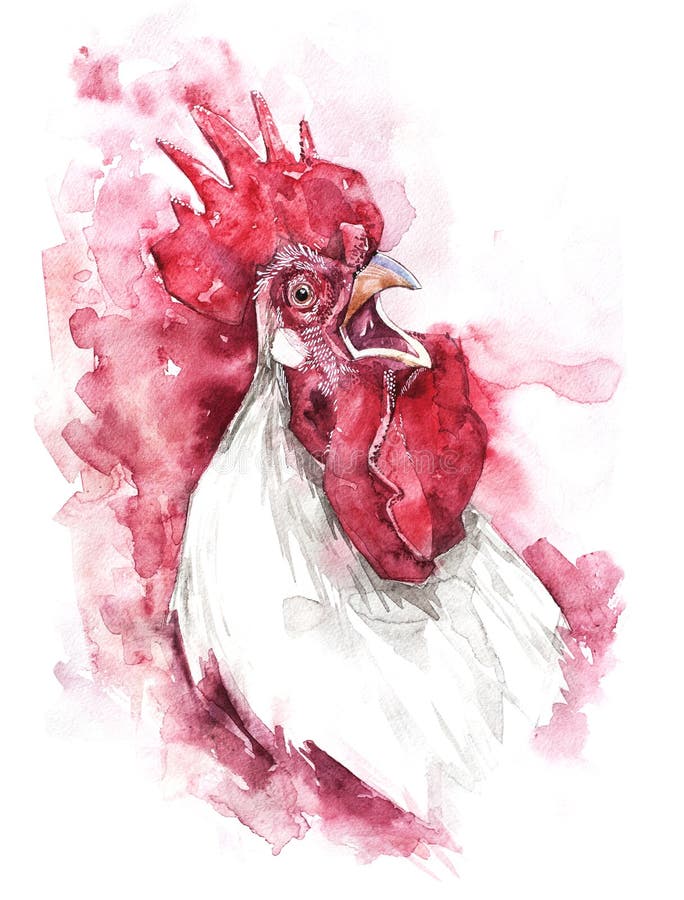 Galo tirado mão da aquarela da ilustração ilustração royalty free Galo tirado mão da aquarela da ilustração ilustração royalty free