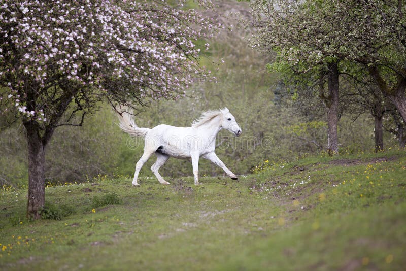Galop de cheval blanc gratuit sur le pré dans le printemps photographie stock libre de droits Galop de cheval blanc gratuit sur le pré dans le printemps photographie stock libre de droits