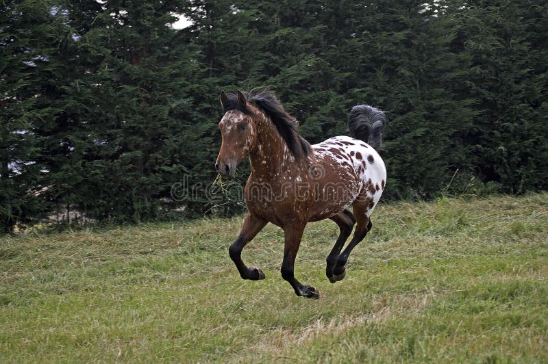 Foto de Cavalo Appaloosa Corre Galope No Prado No Verão e mais fotos de  stock de Cavalo Appaloosa - Cavalo Appaloosa, Animal, Animal de estimação -  iStock