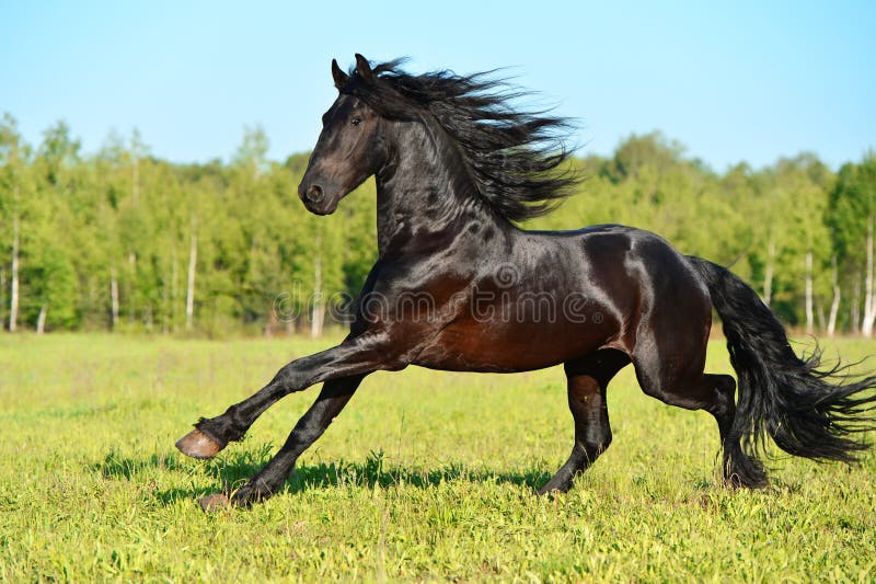 Jogo de cavalo frisiano preto no prado