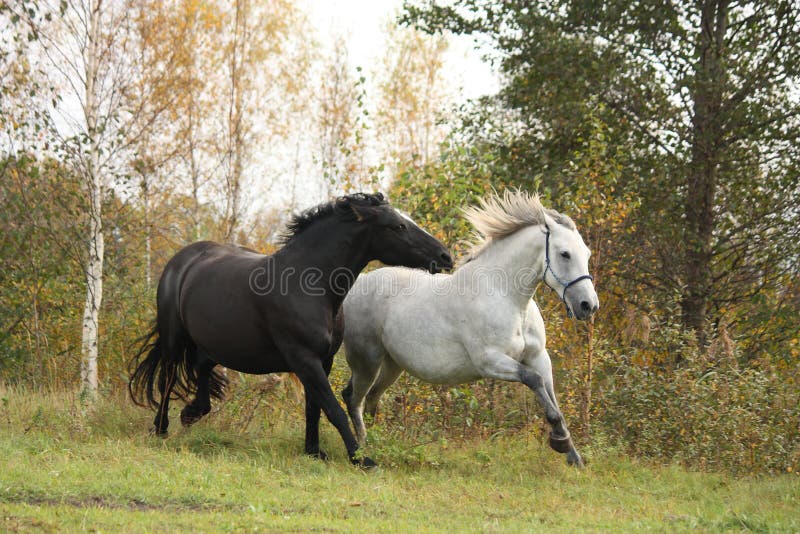 Galope preto e branco do cavalo foto de stock royalty free Galope preto e branco do cavalo foto de stock royalty free