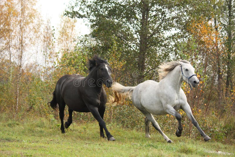 Galoppare in bianco e nero del cavallo fotografia stock libera da diritti Galoppare in bianco e nero del cavallo fotografia stock libera da diritti