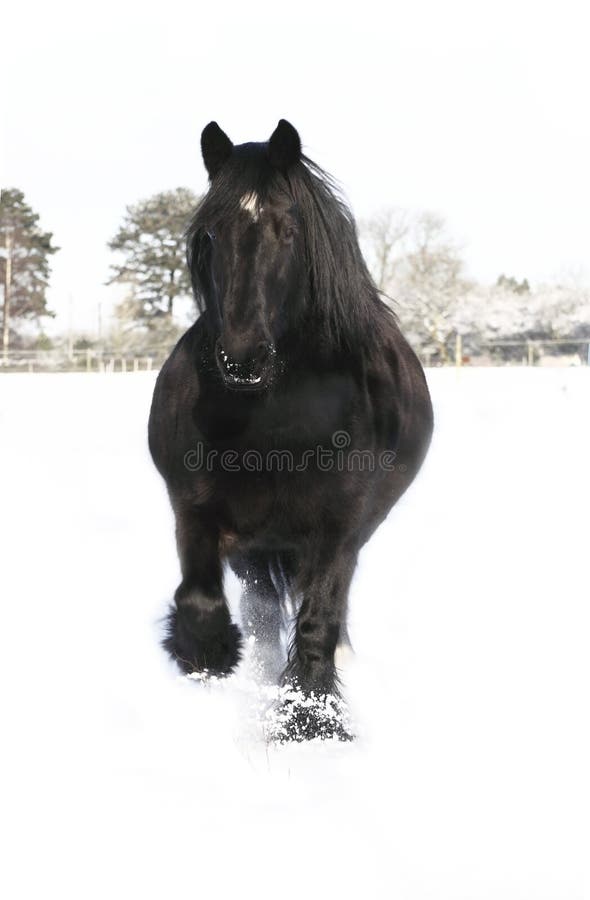 Galoppierendes friesisches Pferd im Schnee lizenzfreies stockbild Galoppierendes friesisches Pferd im Schnee lizenzfreies stockbild