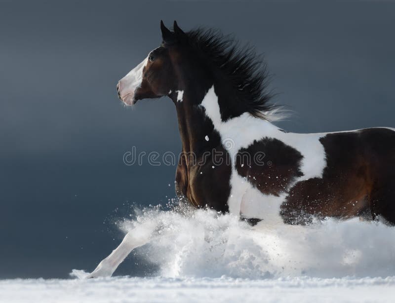 Galoppo americano di funzionamento del cavallo della pittura attraverso il campo nevoso di inverno
