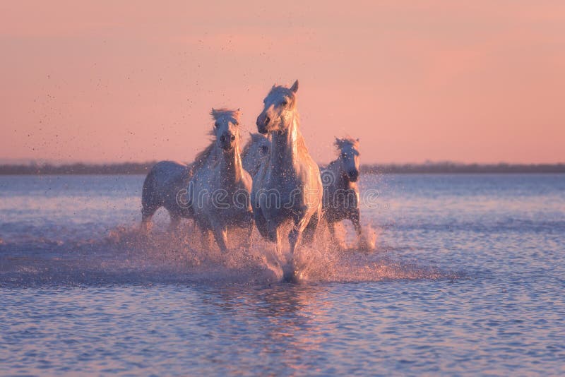 Galoppo di funzionamento dei cavalli bianchi nell'acqua al tramonto, Camargue, Bouches-du-rhone, Francia fotografia stock Galoppo di funzionamento dei cavalli bianchi nell'acqua al tramonto, Camargue, Bouches-du-rhone, Francia fotografia stock