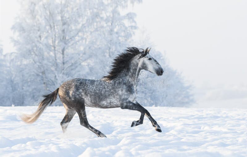galoppo Macchia-grigio dello stallone attraverso il campo nevoso