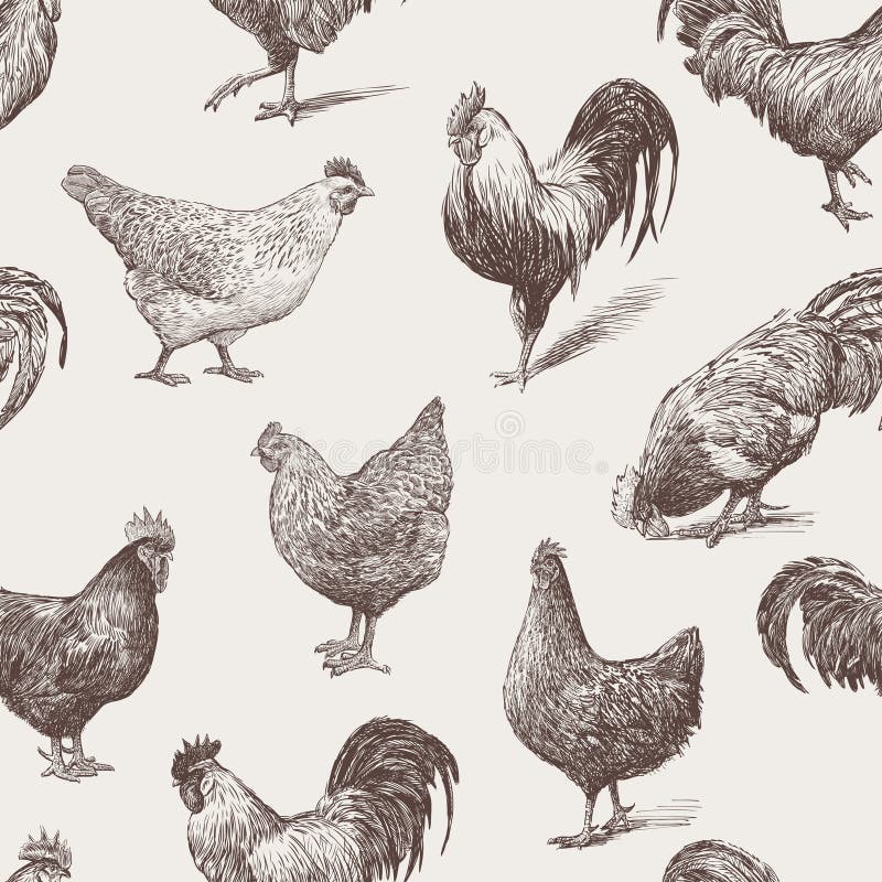 Galos e galinhas ilustração do vetor Galos e galinhas ilustração do vetor