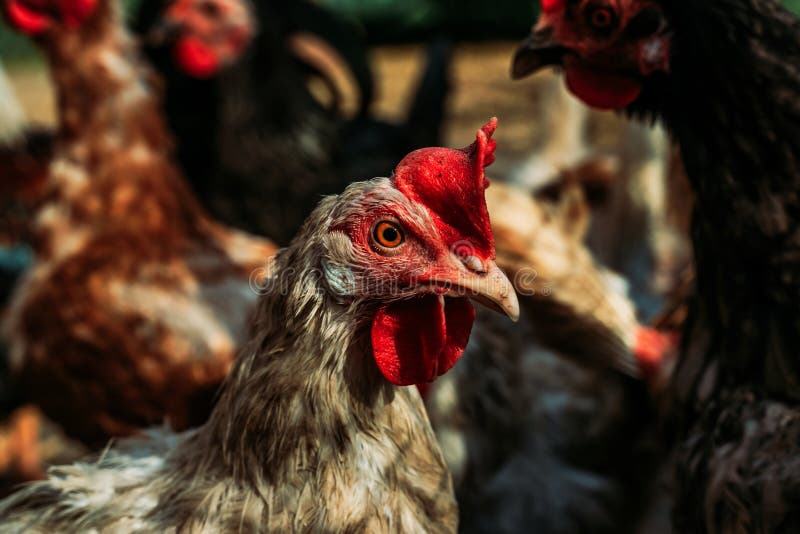 Posição Do Galo Das Aves Domésticas E Gritar Imagem de Stock - Imagem de  colorido, doméstico: 73204213