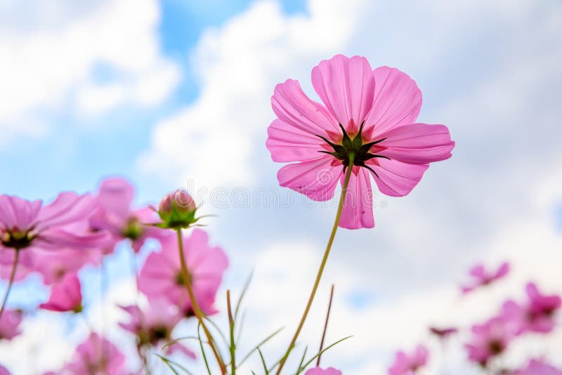Galsang-blomma