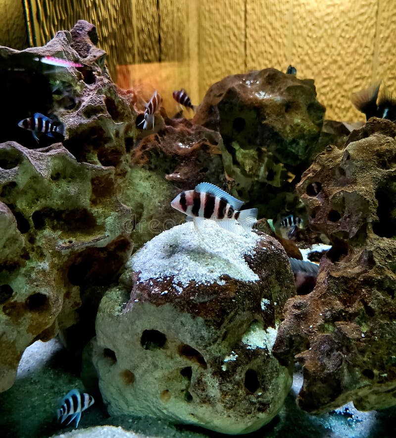 Galveston Texas fish stock photo. Image of green, leaf 220116904