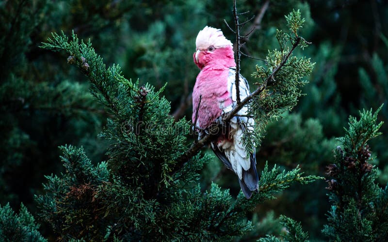 Galá nativa australiana ou ave selvagem de cockatoo rosa e cinzento que repousa sobre um ramo do pinheiro verde imagem de stock