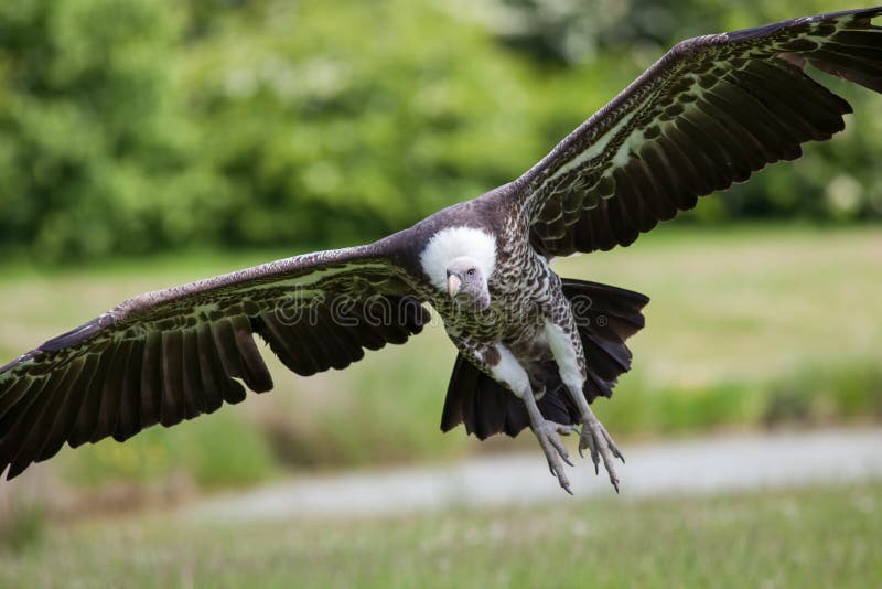 Gam i flykten som kommer att landa Landning för flygasätarefågel royaltyfri bild Gam i flykten som kommer att landa Landning för flygasätarefågel royaltyfri bild