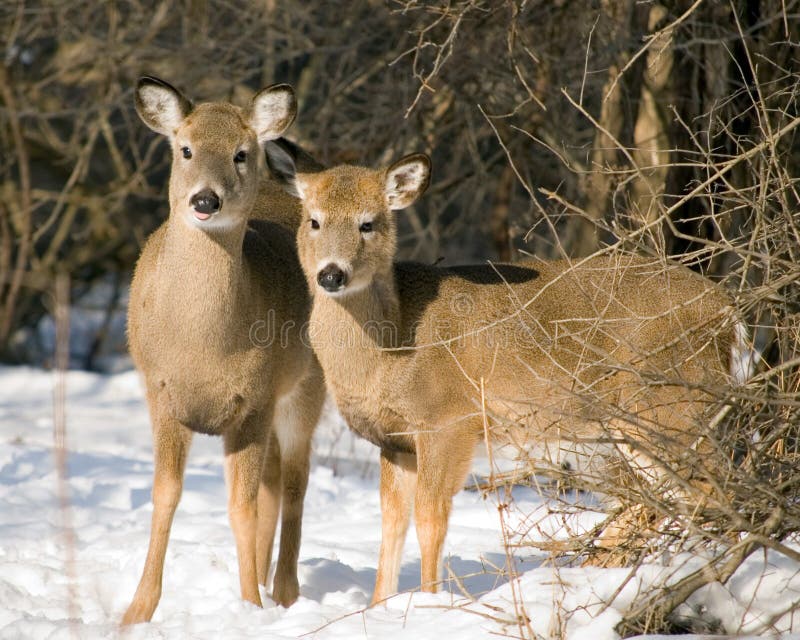 Gama y añal del Whitetail fotografía de archivo Gama y añal del Whitetail fotografía de archivo