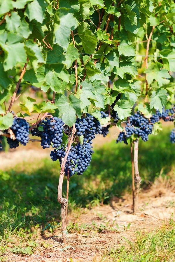 Gamay Noir Grapes Winery, Ontario, Canada Stock Photo Image of