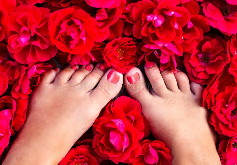 Female feet with red pedicure among of rose petals. Female feet with red pedicure among of rose petals