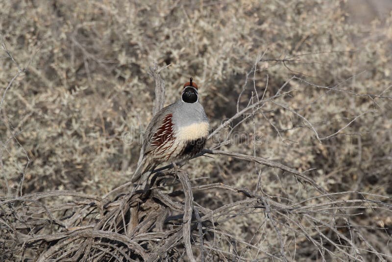 Gambel S Quail New Mexico USA Stock Image Image of outdoor, blue