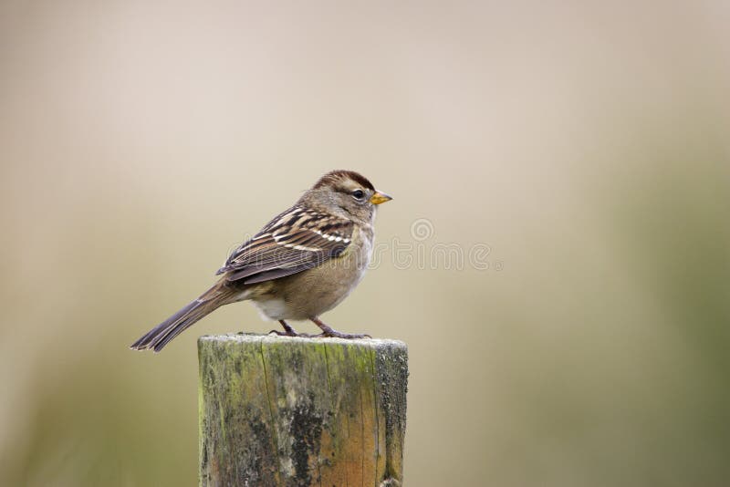 Gambel s White-crowned Sparrow