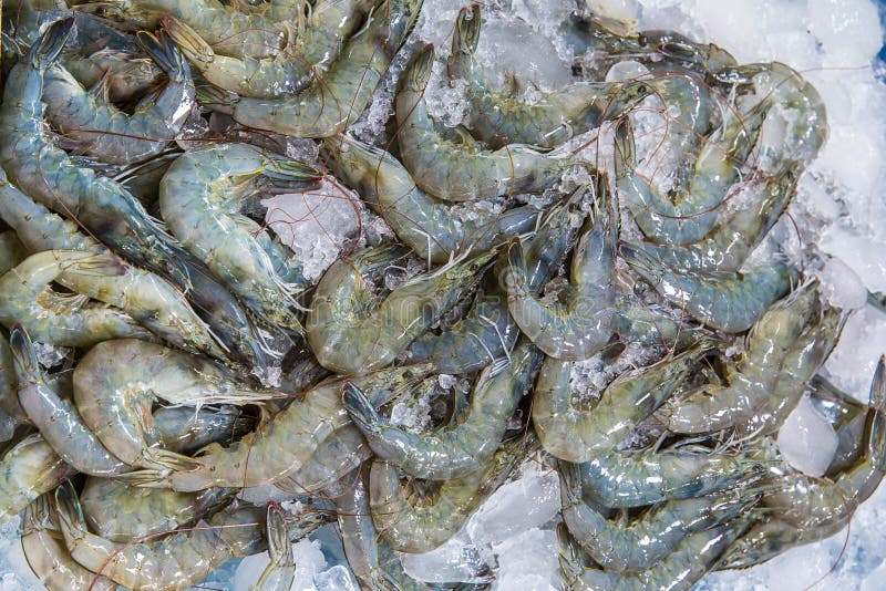 Gamberetti freschi sul ghiaccio su esposizione e sulla vendita nel negozio del pesce gamberetti freschi dalla vista superiore pro fotografia stock Gamberetti freschi sul ghiaccio su esposizione e sulla vendita nel negozio del pesce gamberetti freschi dalla vista superiore pro fotografia stock