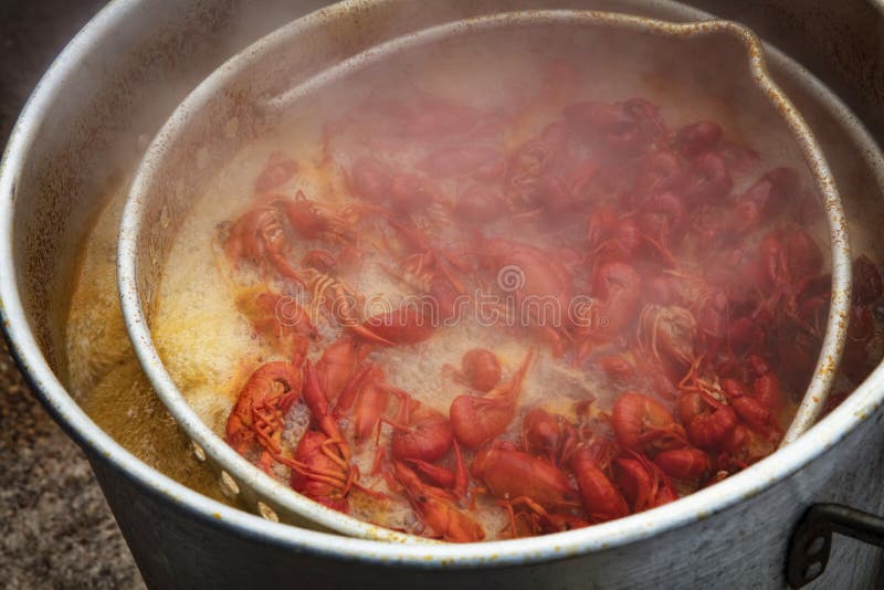 Gamberi di Cajun che bollono in acqua calda fotografia stock libera da diritti Gamberi di Cajun che bollono in acqua calda fotografia stock libera da diritti