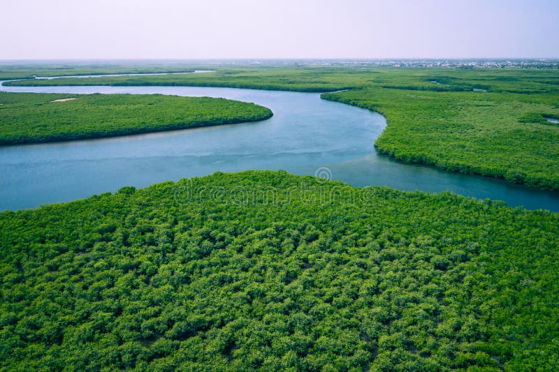 Mangroves. Aerial View of Mangrove Forest Gambia. Made by Drone from Above. Africa Natural Landscape Stock Photo - Image of nature, lake: 165028644