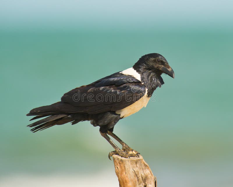 Gambian Pied Crow