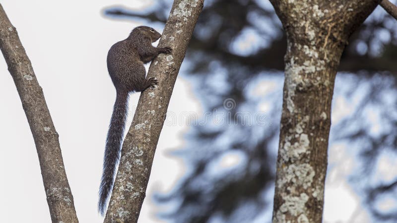Gambian Sun Squirrel on Tree