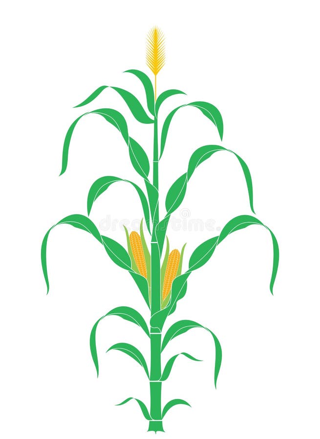 Gambo astratto del cereale Pianta Vettore illustrazione vettoriale Gambo astratto del cereale Pianta Vettore illustrazione vettoriale