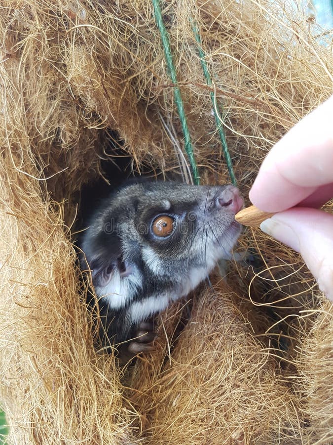 Gambá do bebê foto de stock. Imagem de veado, nariz, branco 32393438