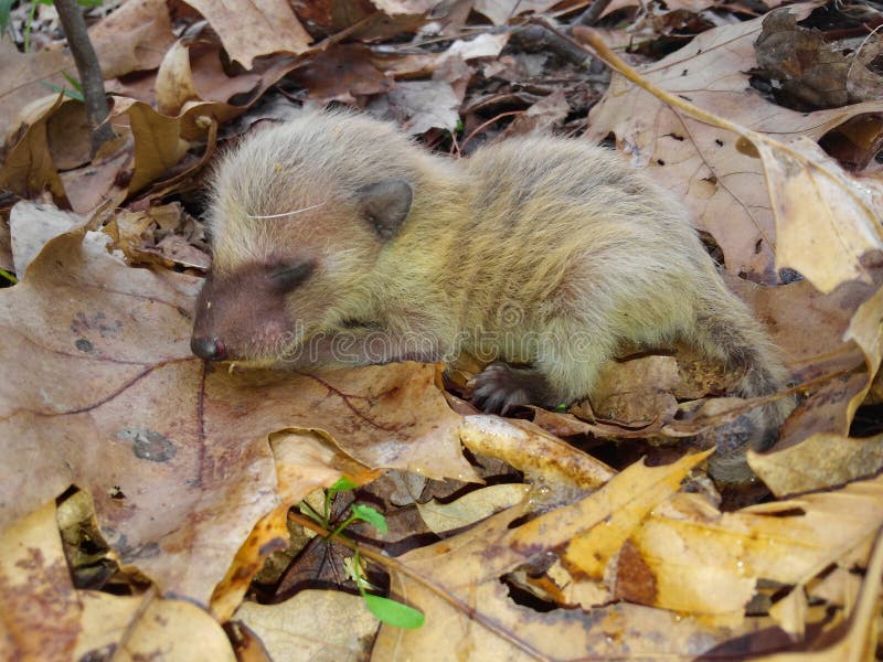 Gambá do bebê foto de stock. Imagem de veado, nariz, branco 32393438