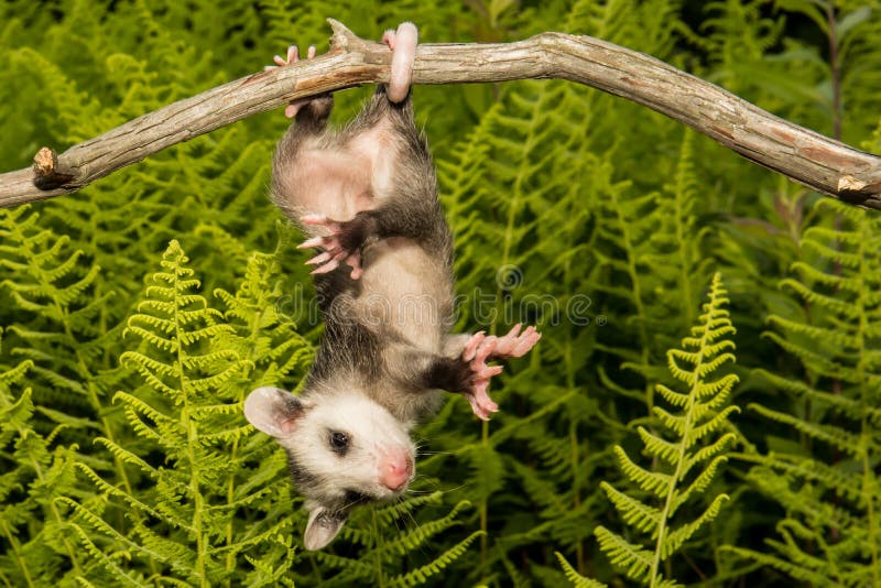 Gambá do bebê foto de stock. Imagem de cabelo, bonito 73493678