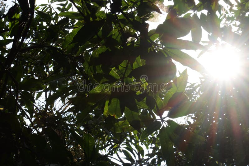 Game Lens Blur and Focus on Leaves Tree Stock Photo Image of abstract