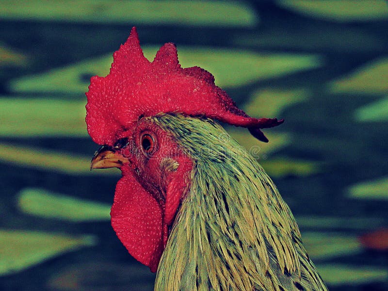 Gamecocks Thailand stock photo. Image of cage, cockfighting - 96151890