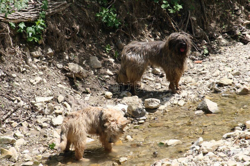 Games in the Water of the Dogs Stock Photo Image of wood, bergamasco
