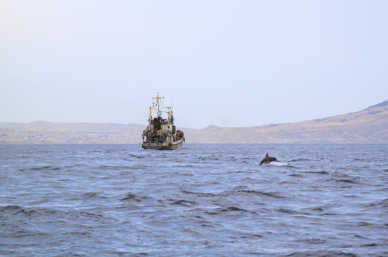 gamla fiskefartyg seglar längs kukkkusten, och delfiner medföljer fartyg i jakt på ett enkelt byte royaltyfri foto gamla fiskefartyg seglar längs kukkkusten, och delfiner medföljer fartyg i jakt på ett enkelt byte royaltyfri foto
