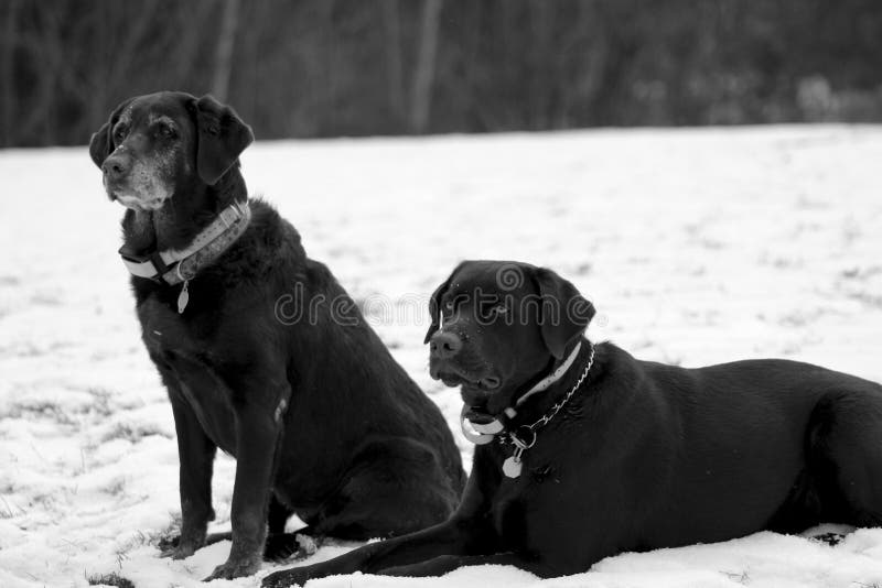 Gamla och unga labrador Sit Together i snön fotografering för bildbyråer Gamla och unga labrador Sit Together i snön fotografering för bildbyråer